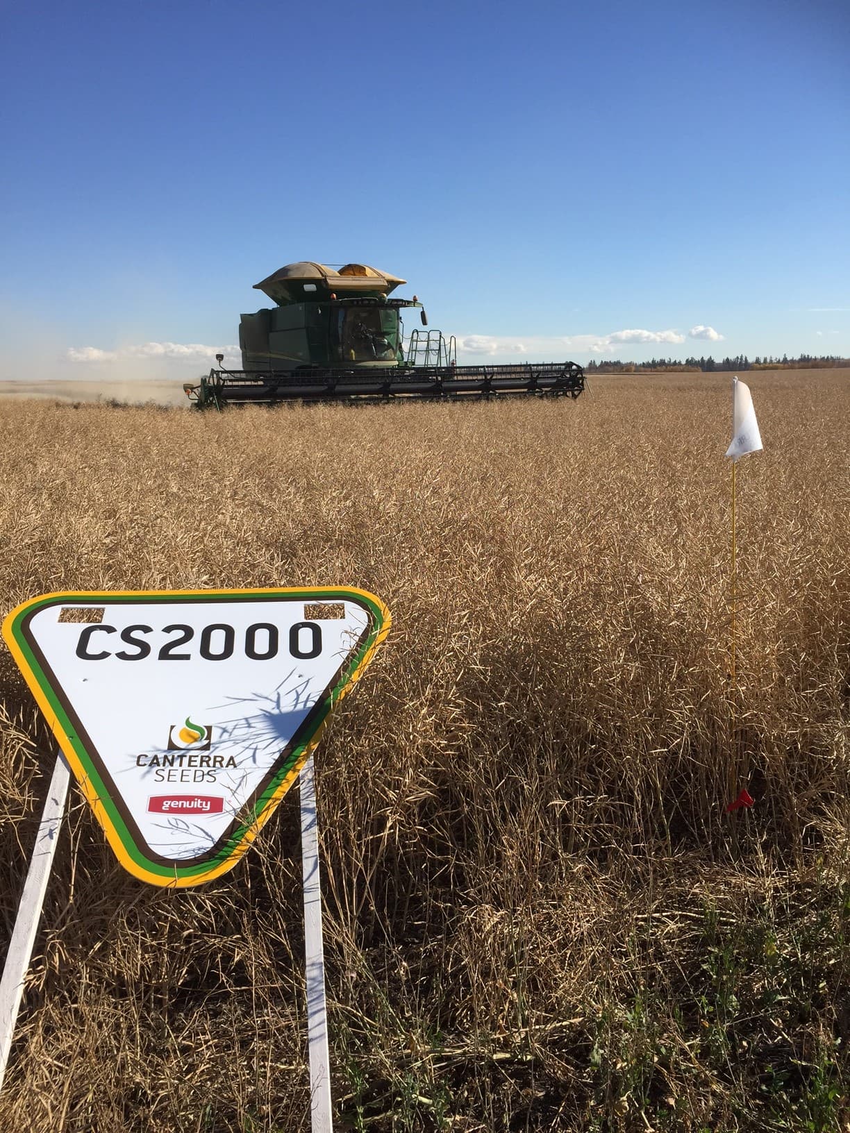 Checking a canola variety trial at harvest on the Galloway farm