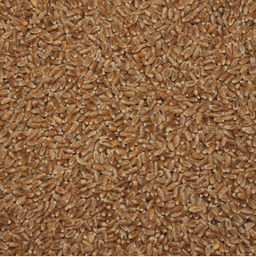 AAC Stoughton VB seed sample
