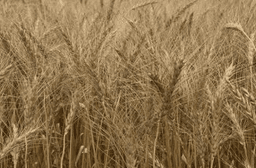CS Breadwinner seed sample