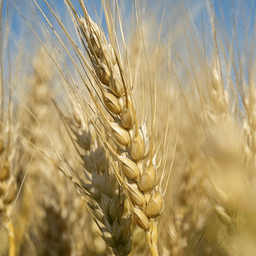 AAC Hockley seed sample