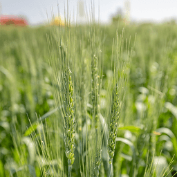 AAC Walker VB seed sample