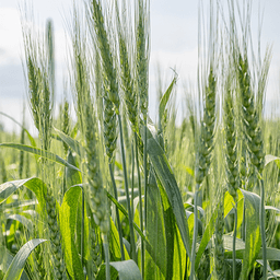 AAC Walsh seed sample